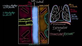 Epanchement pleural  Docteur Synapse [upl. by Acinoreb]