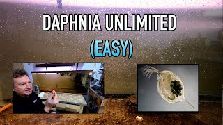 How I Raise Daphnia Water Fleas And You Can Too [upl. by Obla64]