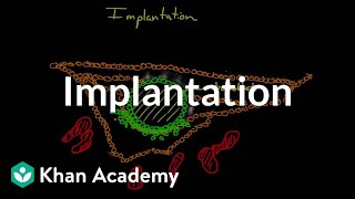 Implantation  Behavior  MCAT  Khan Academy [upl. by Iphigenia]