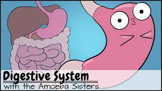 Digestive System [upl. by Rask952]