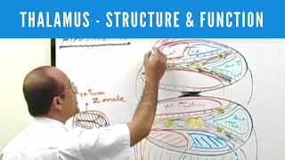 Thalamus  Structure and Function  Neuroanatomy [upl. by Sipple]