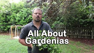 ALL ABOUT GARDENIAS  Details about different varieties and how to grow Gardenias [upl. by Akiemahs602]