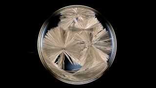 How to Grow Sodium Acetate Crystals [upl. by Essilem]