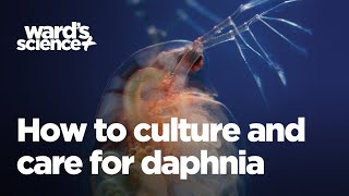 Caring and Culturing for Daphnia [upl. by Welby]