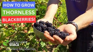 How to Grow Thornless Blackberries [upl. by Dorn]