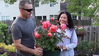 How to container plant your David Austin Roses [upl. by Brewer]