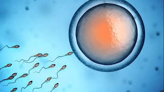 Human Physiology  Fertilization and Implantation [upl. by Ardnosak]