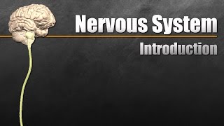 The Nervous System In 9 Minutes [upl. by Allebasi735]