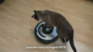 Cat shows HOW TO use iRobot Roomba Vacuum [upl. by Einaej989]