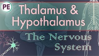 The Nervous System Diencephalon  Thalamus amp Hypothalamus [upl. by Woolcott145]