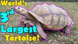 Sulcata Tortoises Facts and Care Tips [upl. by Alita]