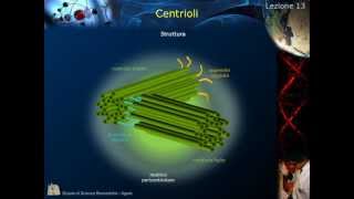 Citologia  Lezione 13 Citoscheletro e centrioli [upl. by Donal]