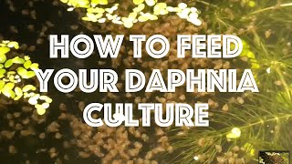 How To Feed Your Daphnia Culture [upl. by Esther169]