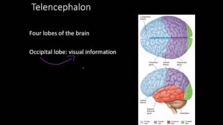 Telencephalon Limbic system and basal ganglia [upl. by Bum]