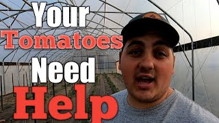 Fertilizering Tomatoes What I Use amp How to USE IT [upl. by Arrak589]