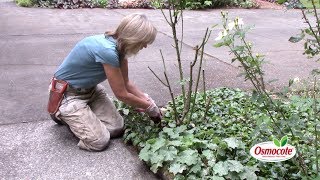 How to Fertilize Rose Plants [upl. by Sommers469]