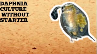 HOW TO CULTURE DAPHNIA NATURALLY WITHOUT A STARTER [upl. by Alika]