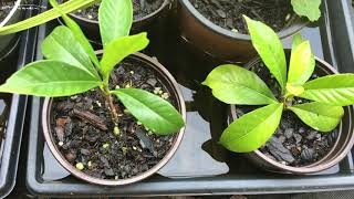 How To Propagate Gardenias The Easy Way [upl. by Ellemac941]