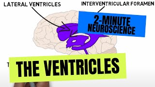 2Minute Neuroscience The Ventricles [upl. by Streetman305]