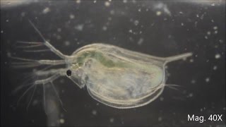 Daphnia magna under the Microscope [upl. by Yenffit]