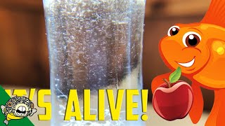 How to culture Vinegar Eels The EASY Way Live Fish Food [upl. by Isabeau]