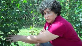 How To Prune Blackberry Plants [upl. by Keely]