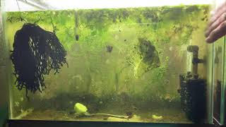 Scuds Daphnia Cherry Shrimp Copepods My aquatic food culture [upl. by Nilrev]