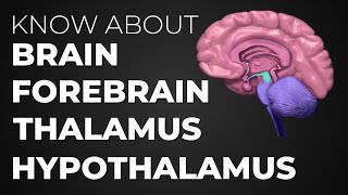 Learn About Brain  Forebrain  Thalamus  Hypothalamus [upl. by Ahnavas]