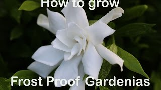 How to grow Frost Proof Gardenia with description and advice [upl. by Enerehs437]