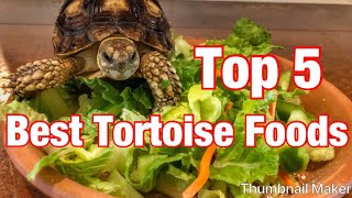 Top 5 best tortoise foods [upl. by Letnuahs384]