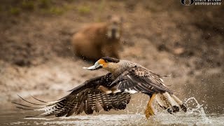 Meet the Wildlife of the Pantanal SouthWild Pantanal HD [upl. by Roosnam]