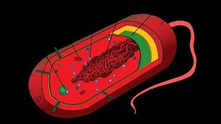 Microbiology of Prokaryotes Bacteria amp Archaea [upl. by Areip257]