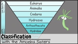 Classification [upl. by Ardnik208]