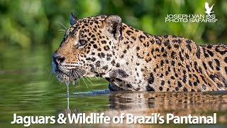 Jaguars amp Wildlife of Brazils Pantanal  Photo Tour [upl. by Notsnhoj]