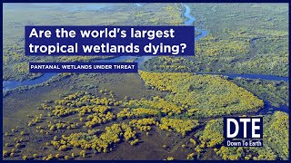 Is climate change killing Pantanal the worlds largest tropical wetlands [upl. by Tien]