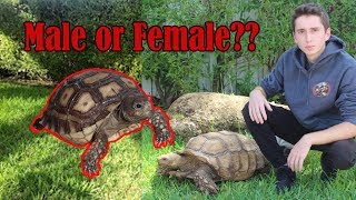 How to Sex your Sulcata Tortoise [upl. by Pacifica]