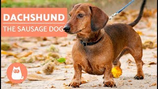 DACHSHUND  The Sausage Dog [upl. by Cyb]