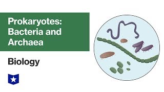 Prokaryotes Bacteria and Archaea  Biology [upl. by Shannen648]