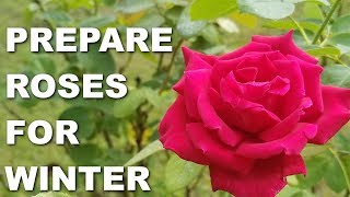 How to Prepare Roses for Winter [upl. by Ingold]