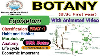 EquisetumMorphologyAnatomyReproductionlife cycle Part1 [upl. by Capps]