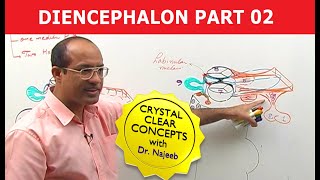 Diencephalon  Neuroanatomy  Part 22 [upl. by Alleb449]