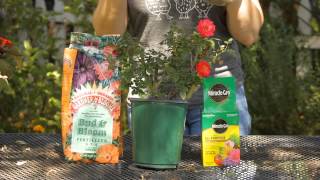 How to Best Fertilize Roses  Garden Space [upl. by Oballa]