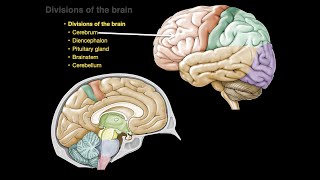 Divisions of the brain [upl. by Nref]