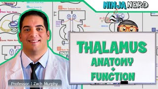 Neurology  Thalamus Anatomy amp Function [upl. by Murielle474]