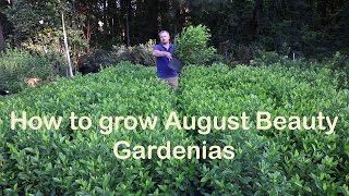 How to grow August Beauty Gardenia with a detailed description [upl. by Hewie]