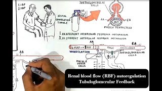 Renal blood flow RBF autoregulation Tubuloglomerular Feedback [upl. by Noleta]