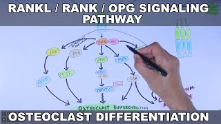 RANKLRANKOPG Signaling Pathway  Osteoclast Differentiation [upl. by Aubyn]