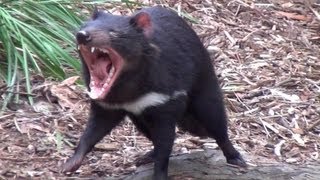 The wild Tasmanian Devil [upl. by Garold156]