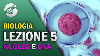 BIOLOGIA  Lezione 5  Il Nucleo e il DNA [upl. by Rosamond601]