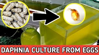 HOW TO HATCH DAPHNIA EGGS  HOW TO CULTURE DAPHNIA [upl. by Devora802]